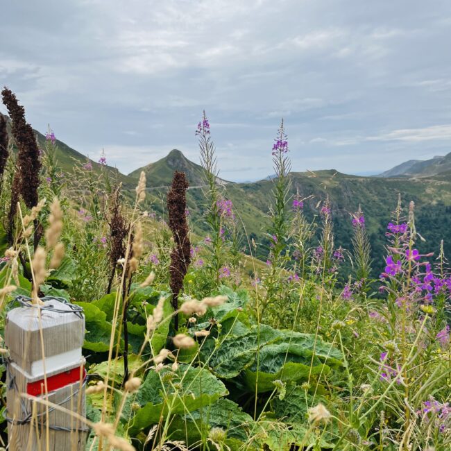 Le Puy Mary dans le cantal
